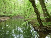 Fahrradexkursion in die Bulau im Raum Hanau - Erlensee - 02 Wasser